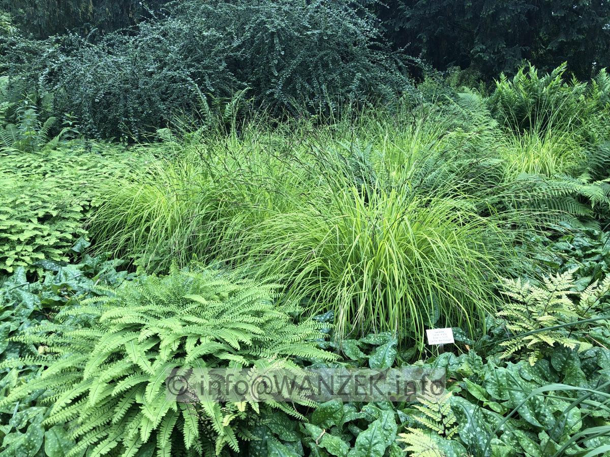 Adiantum pedatum 002.JPG